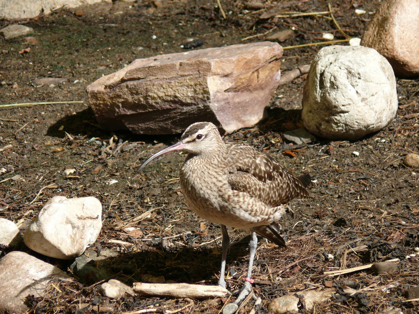 Whimbrel - reopening 31-08-2020