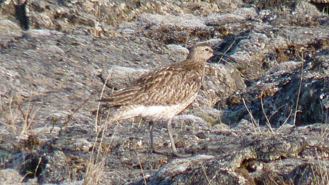 Whimbrel