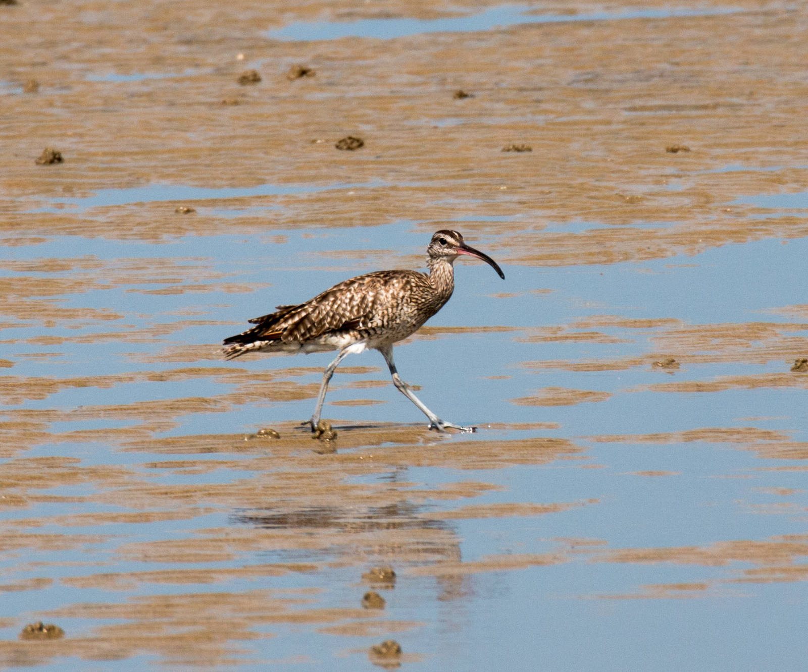 Whimbrel