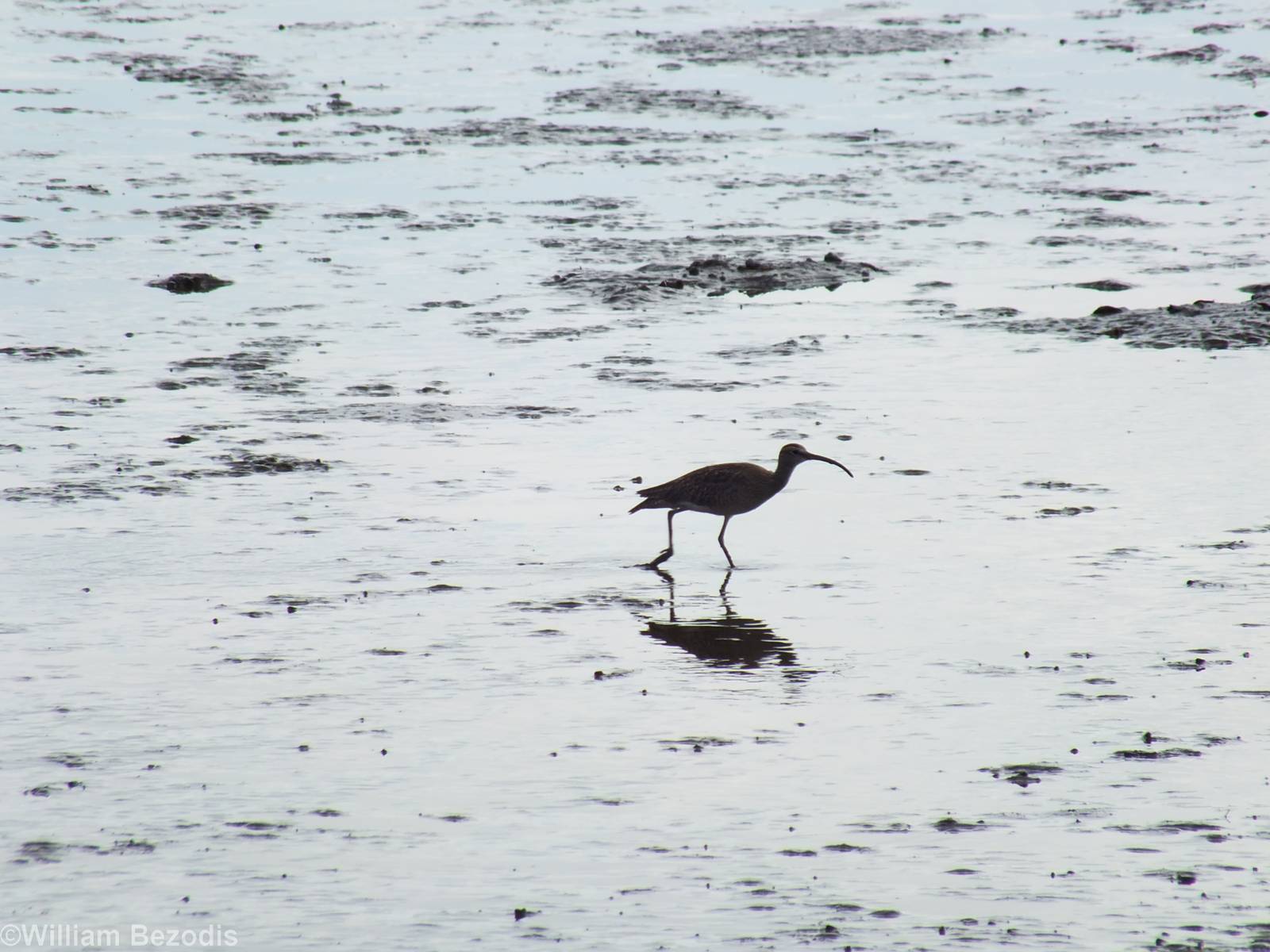 Whimbrel