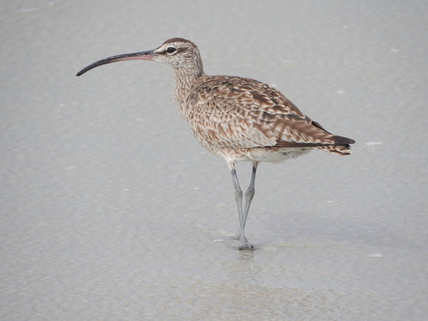 Whimbrel