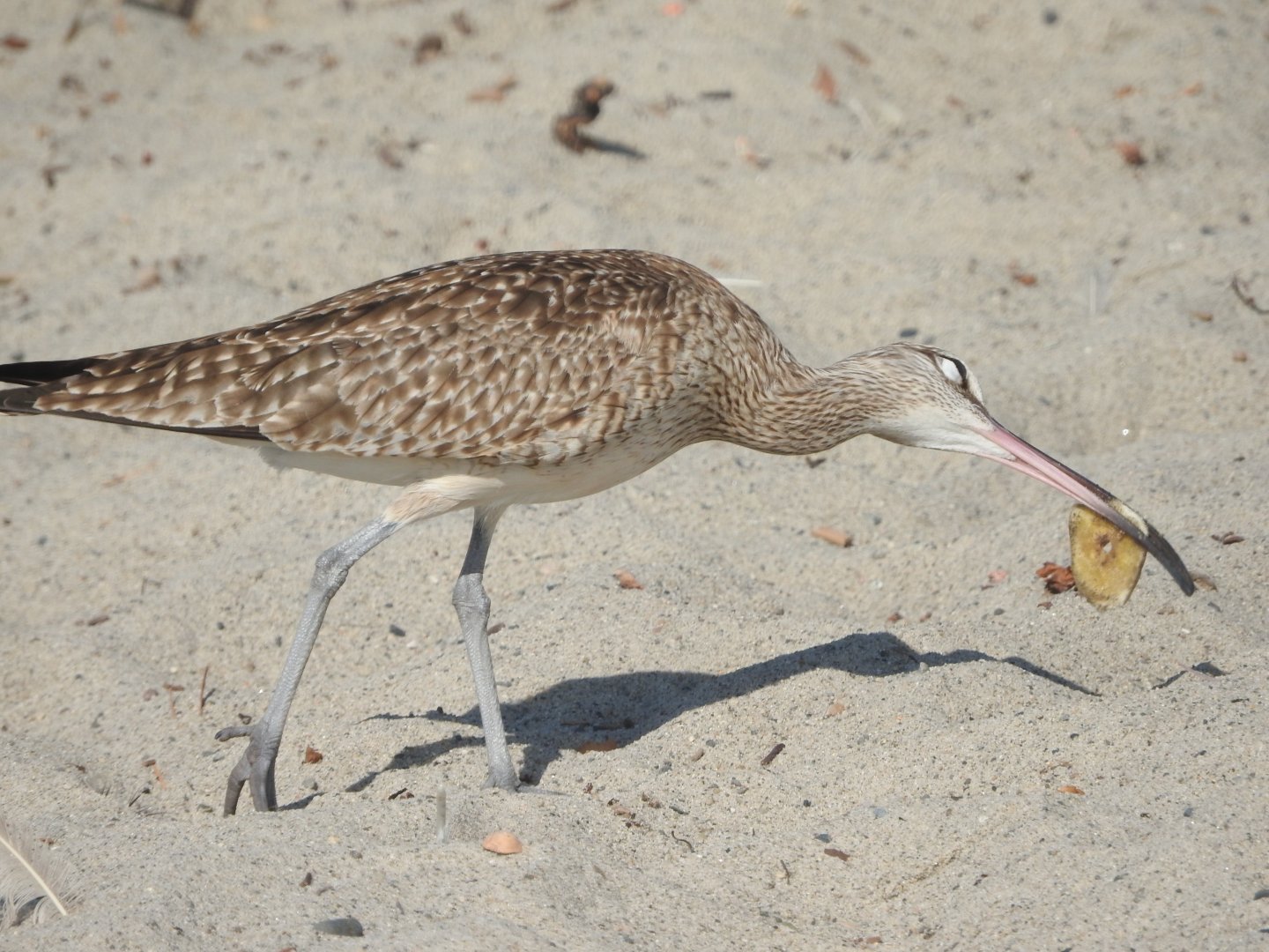 Whimbrel