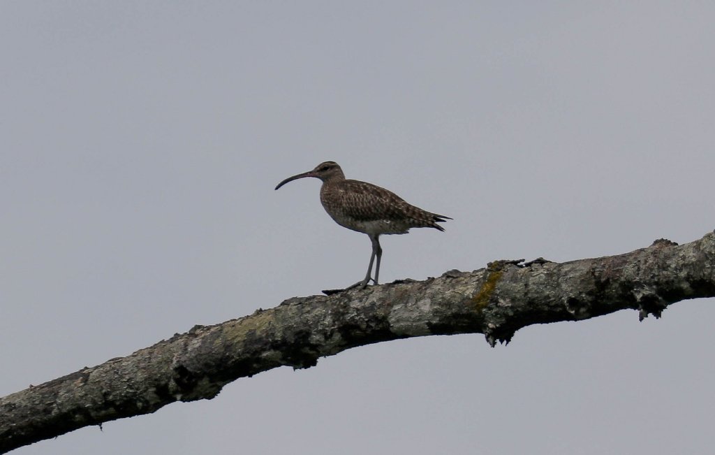 Whimbrel