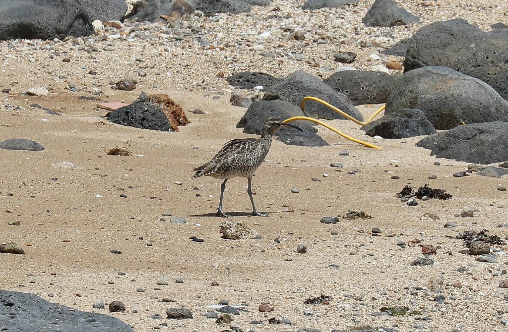 Whimbrel