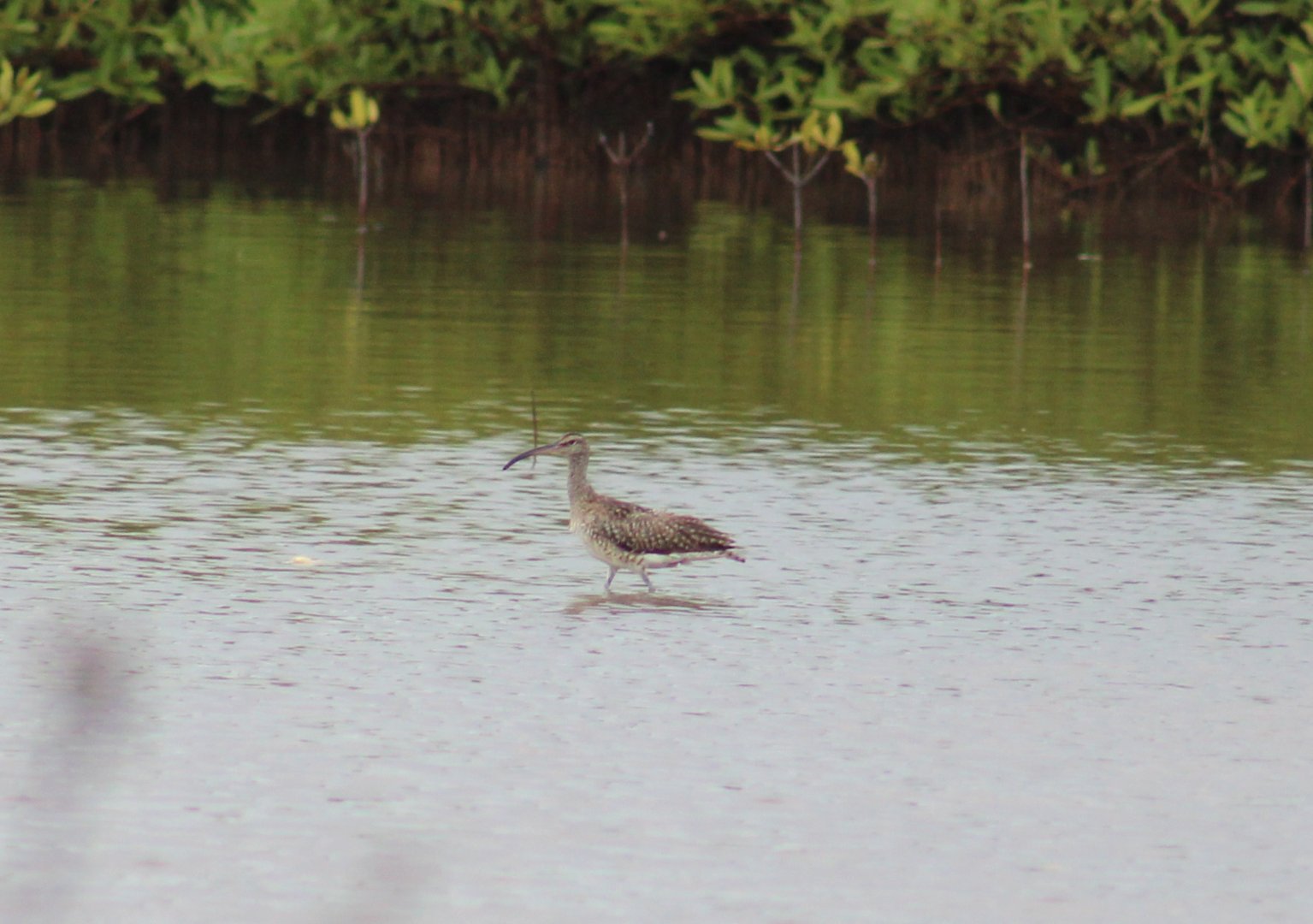 Whimbrel