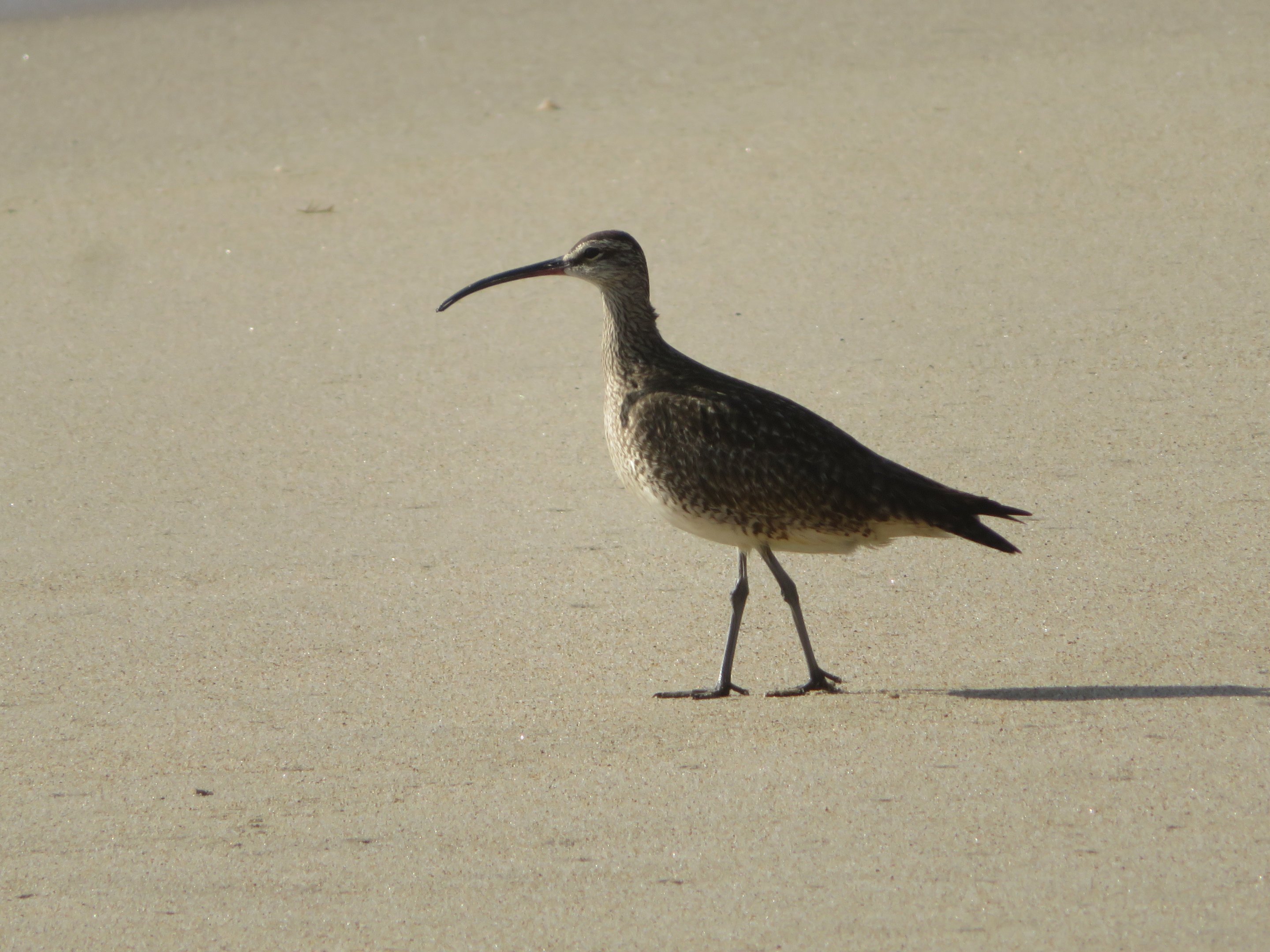 Whimbrel