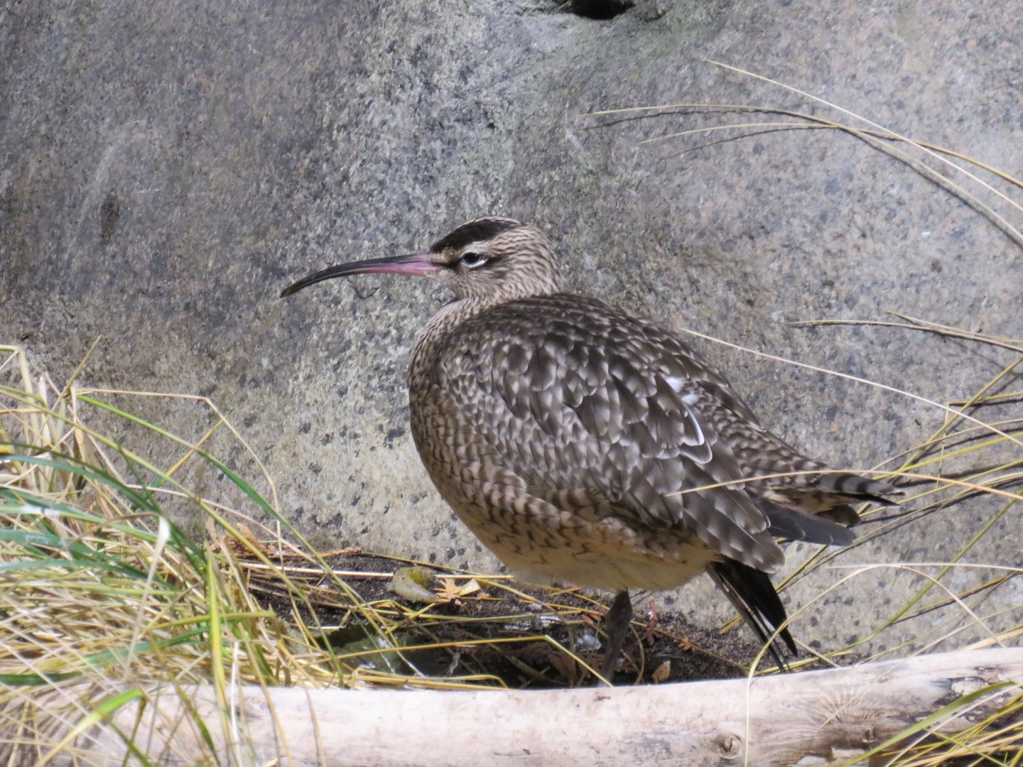 Whimbrel