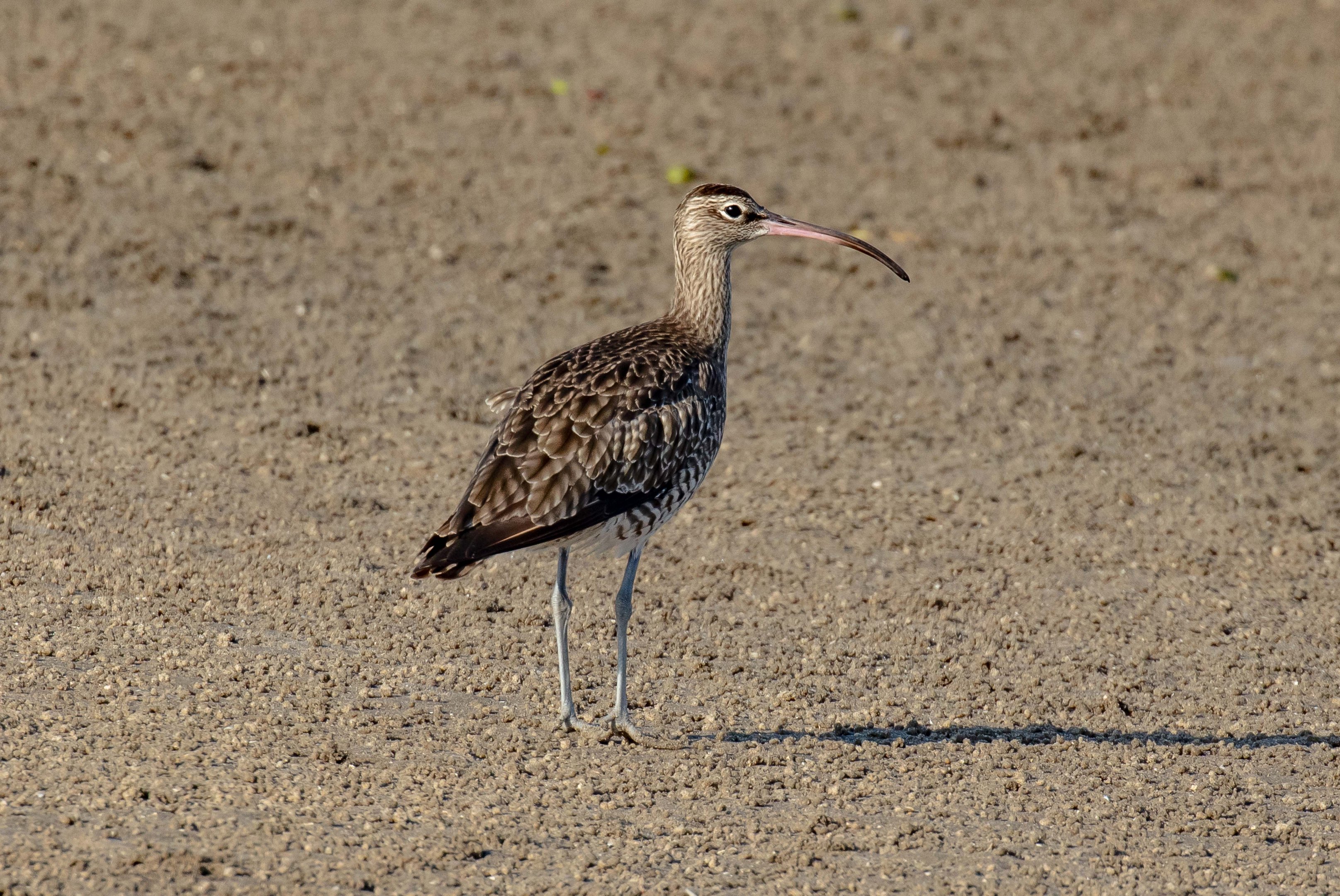 Whimbrel