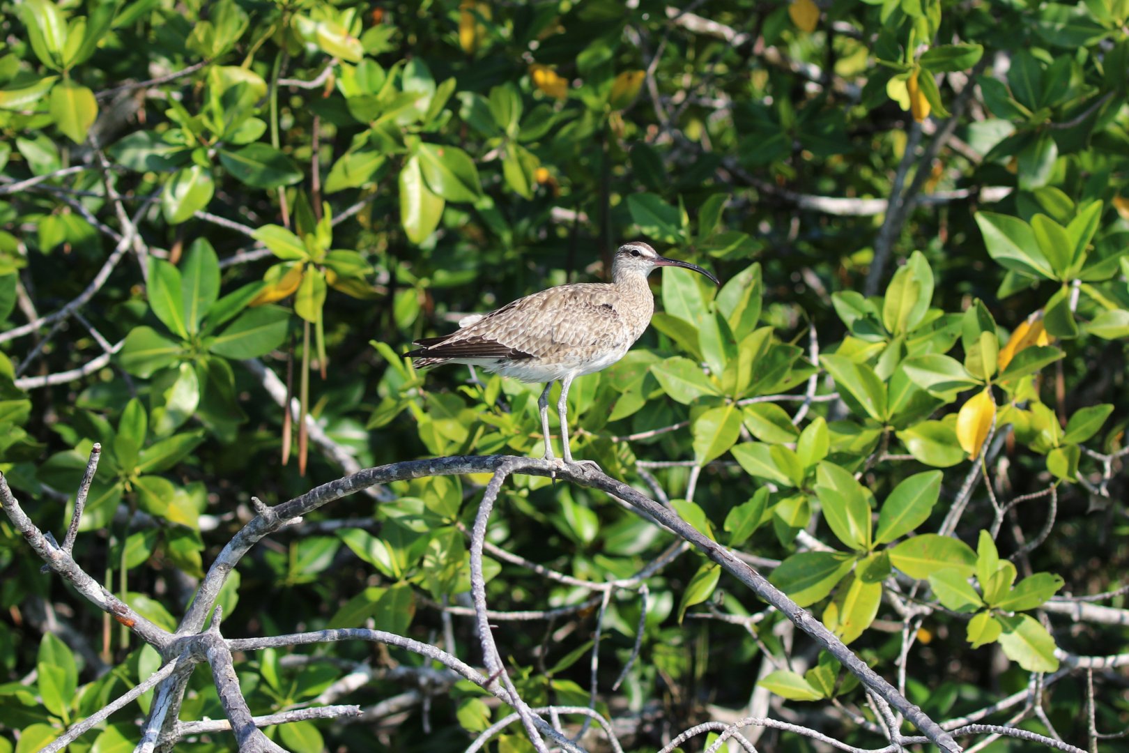 Whimbrel