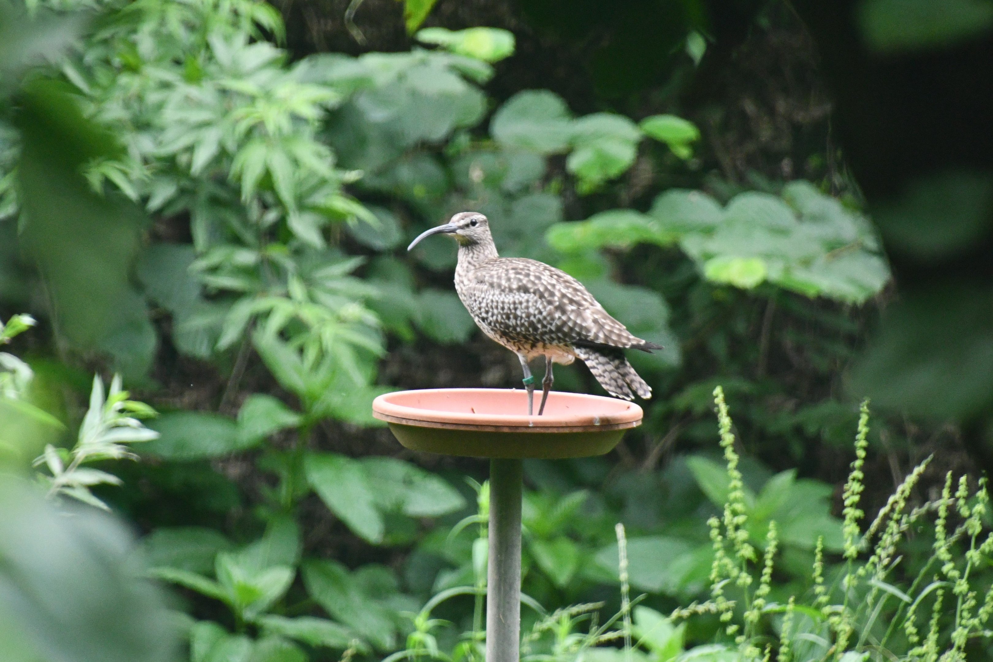 Whimbrel
