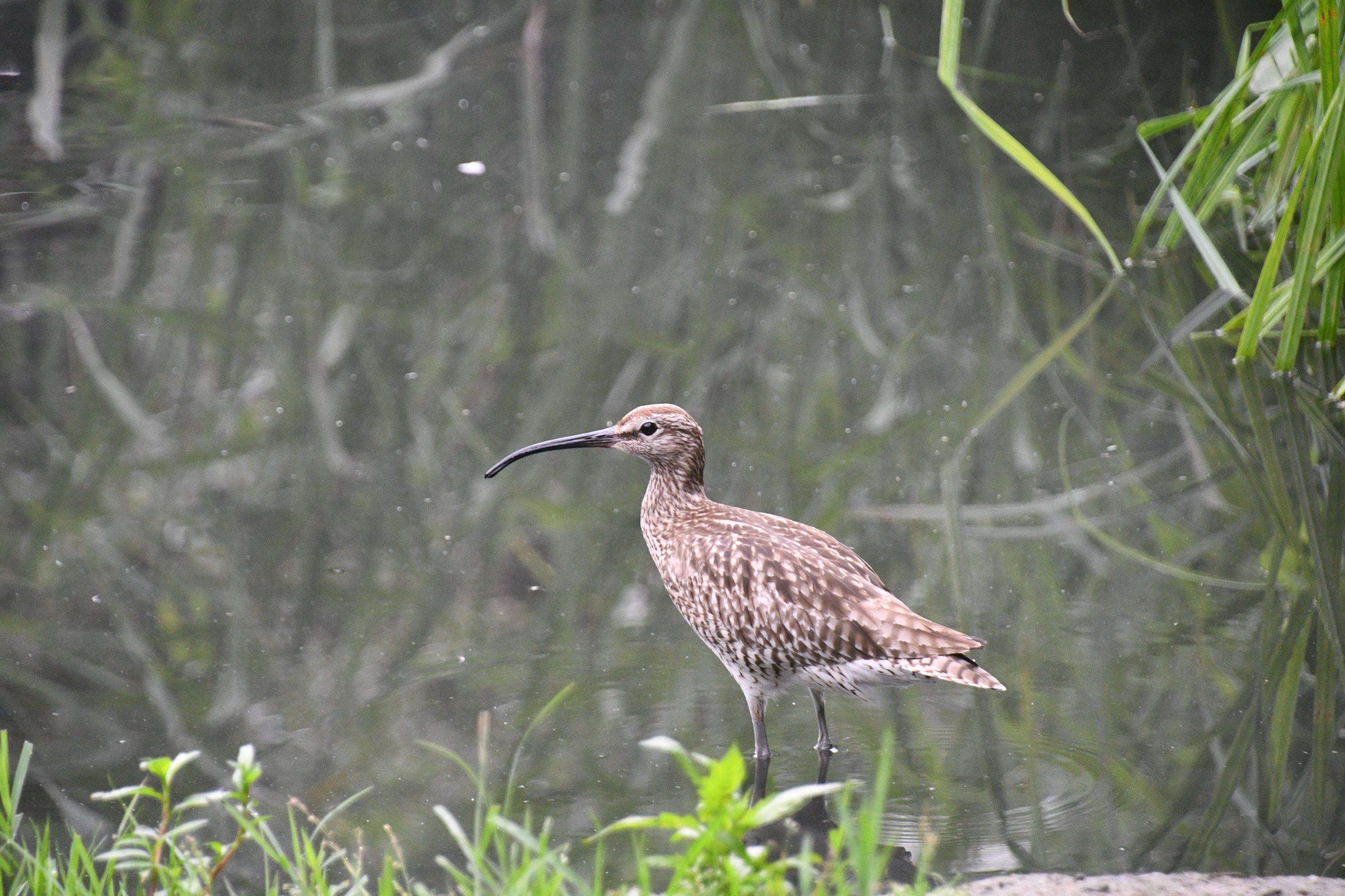 Whimbrel