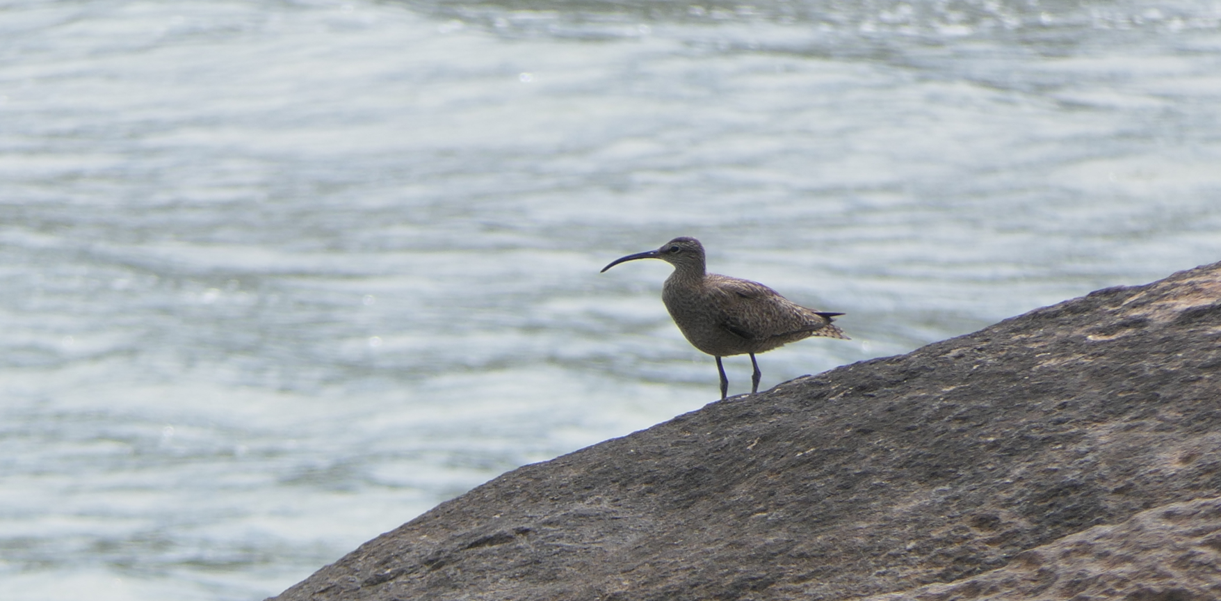 Whimbrel