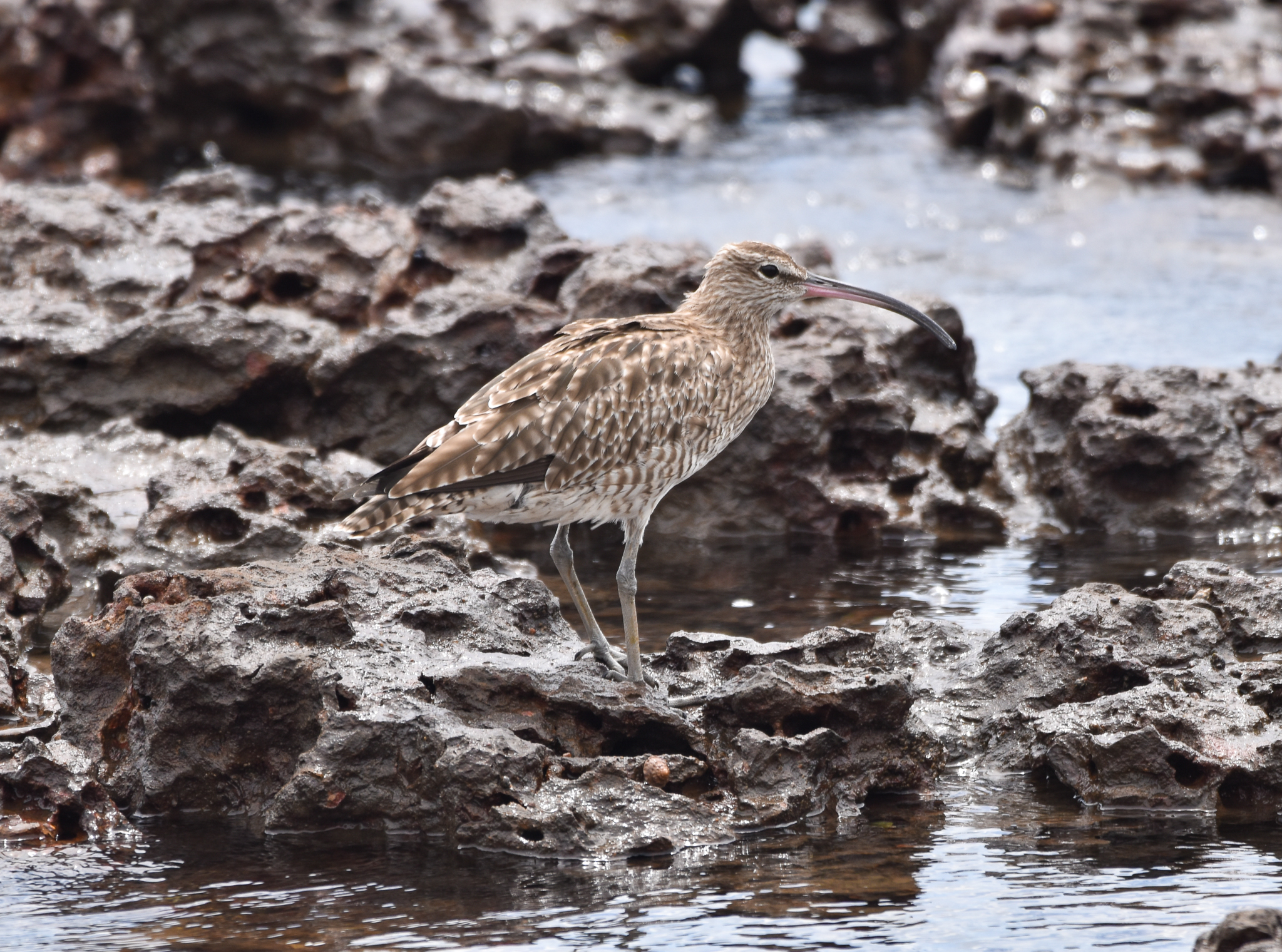 Whimbrel