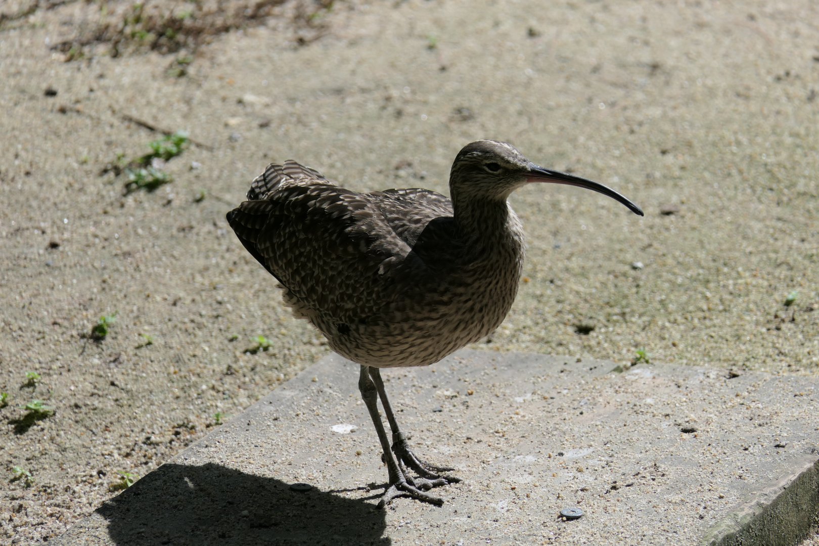 Whimbrel