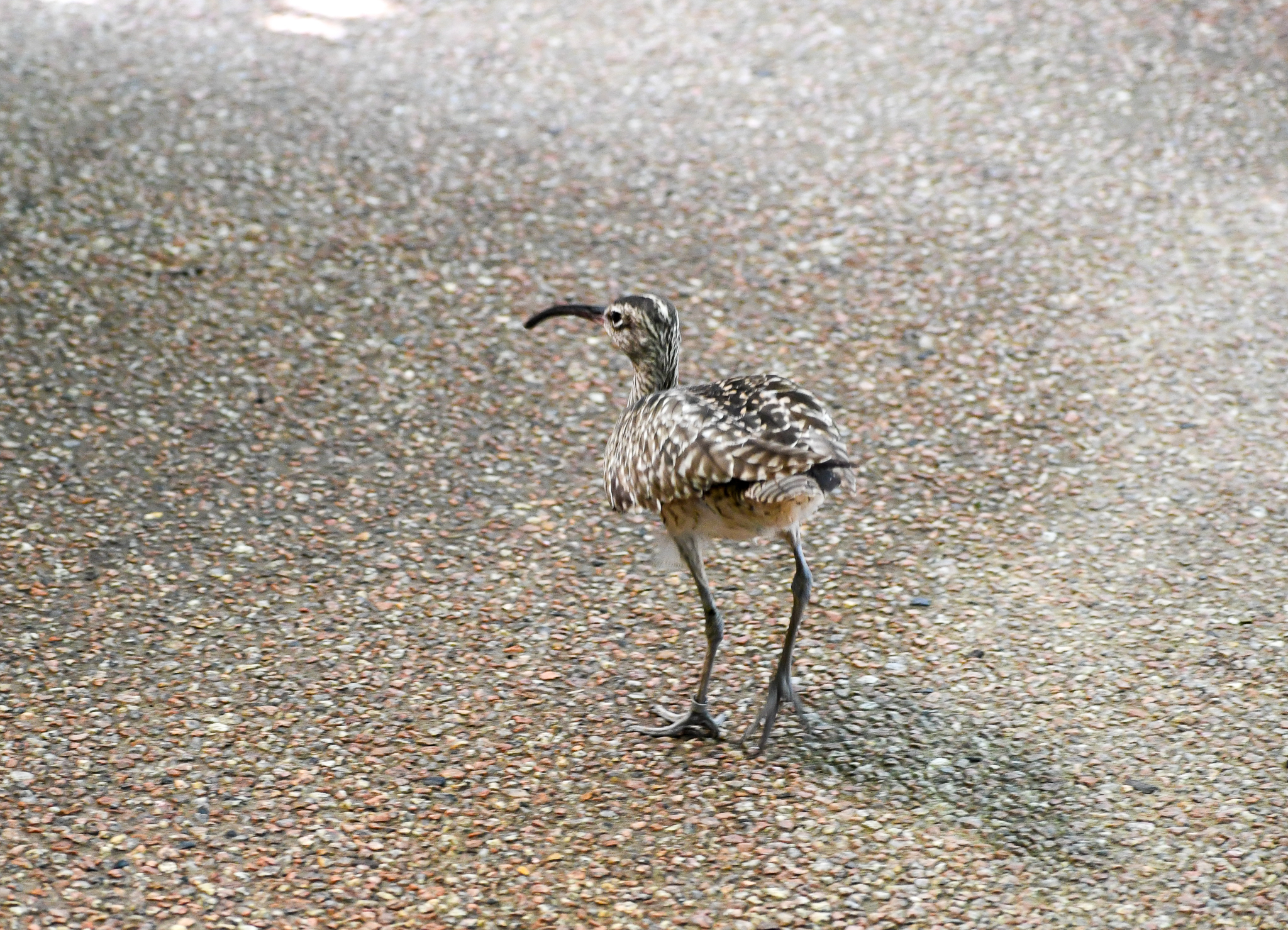 Whimbrel