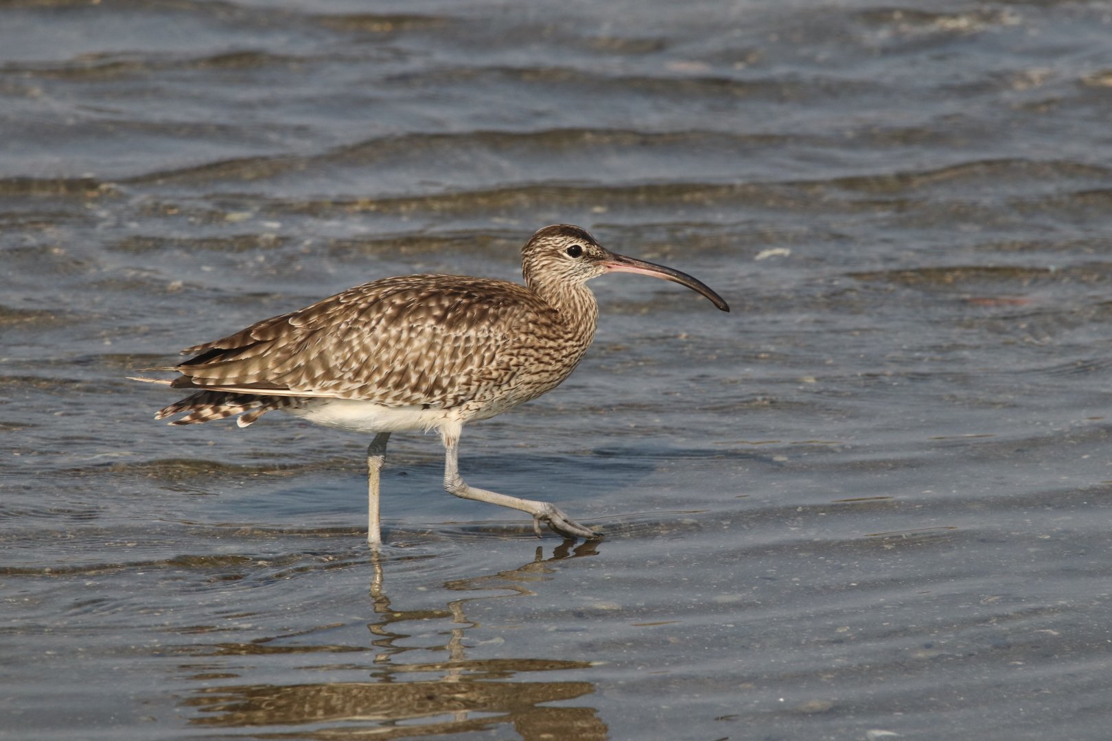 Whimbrel