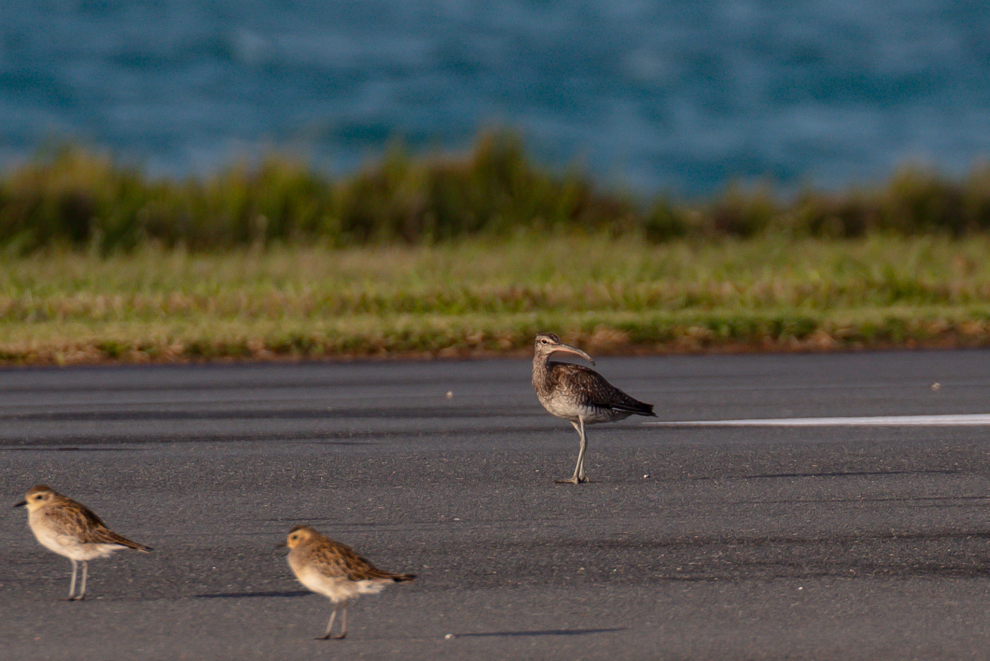 Whimbrel