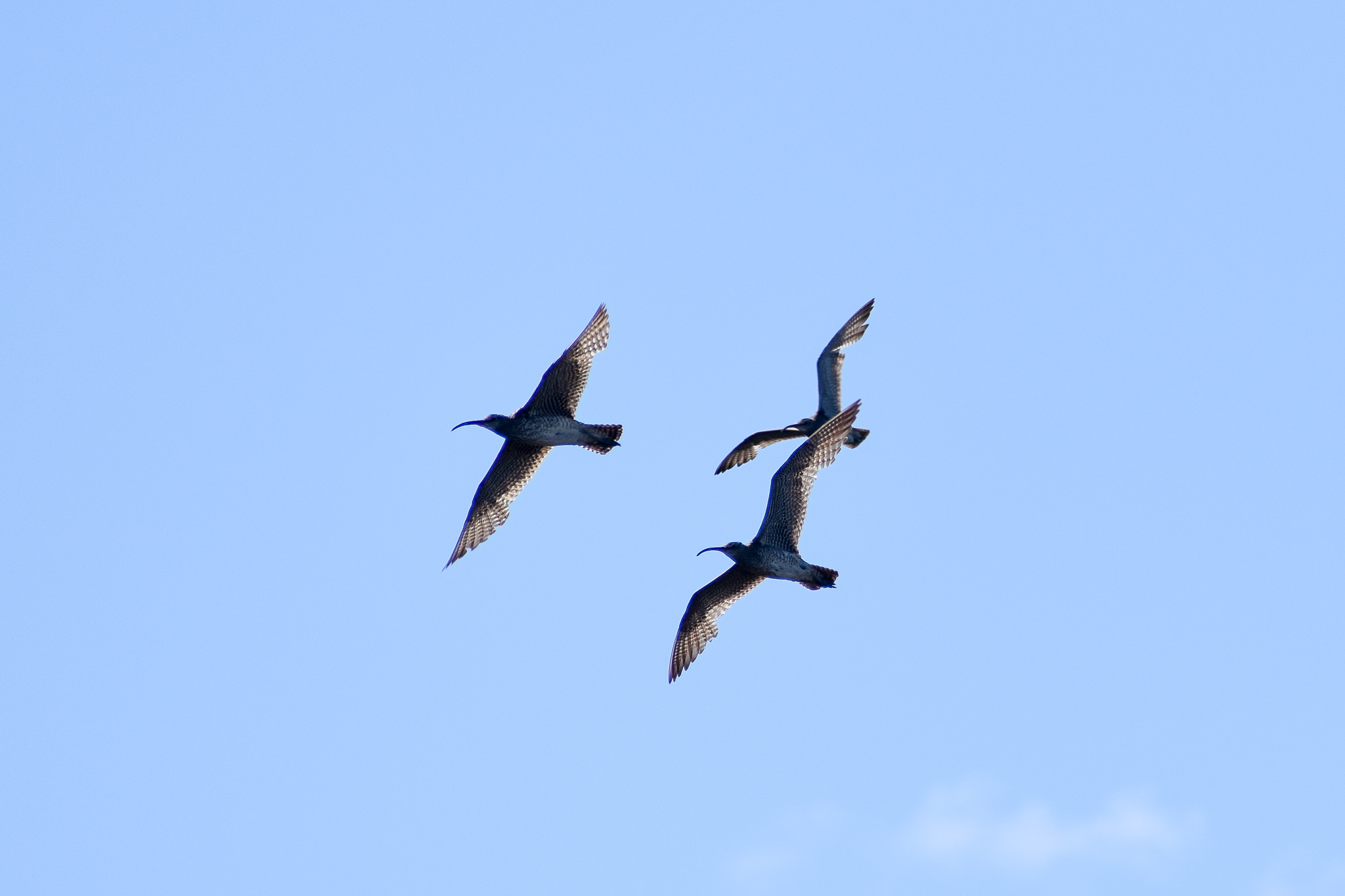 Whimbrels (Numenius phaeopus)