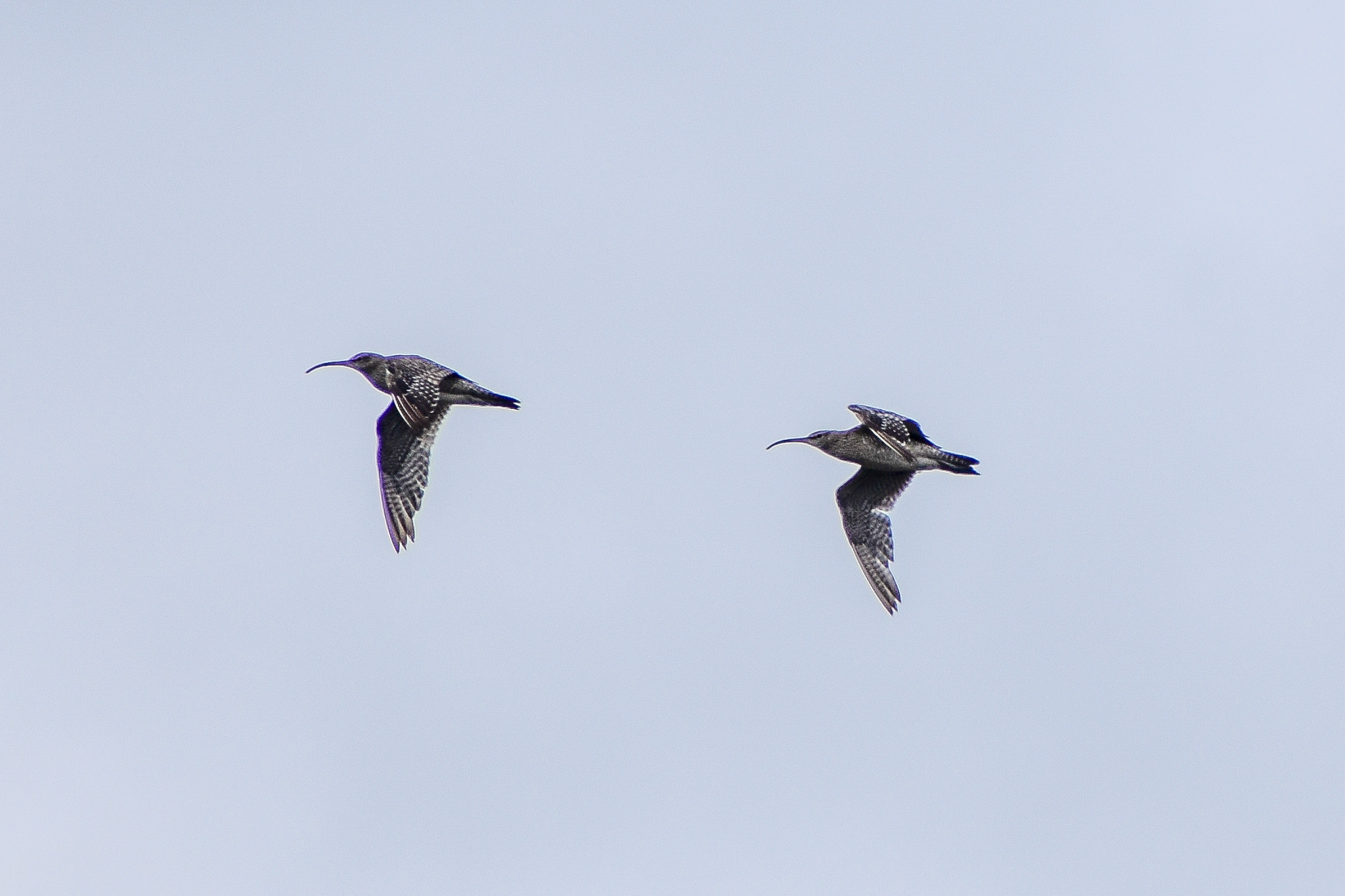 Whimbrels (Numenius phaeopus)