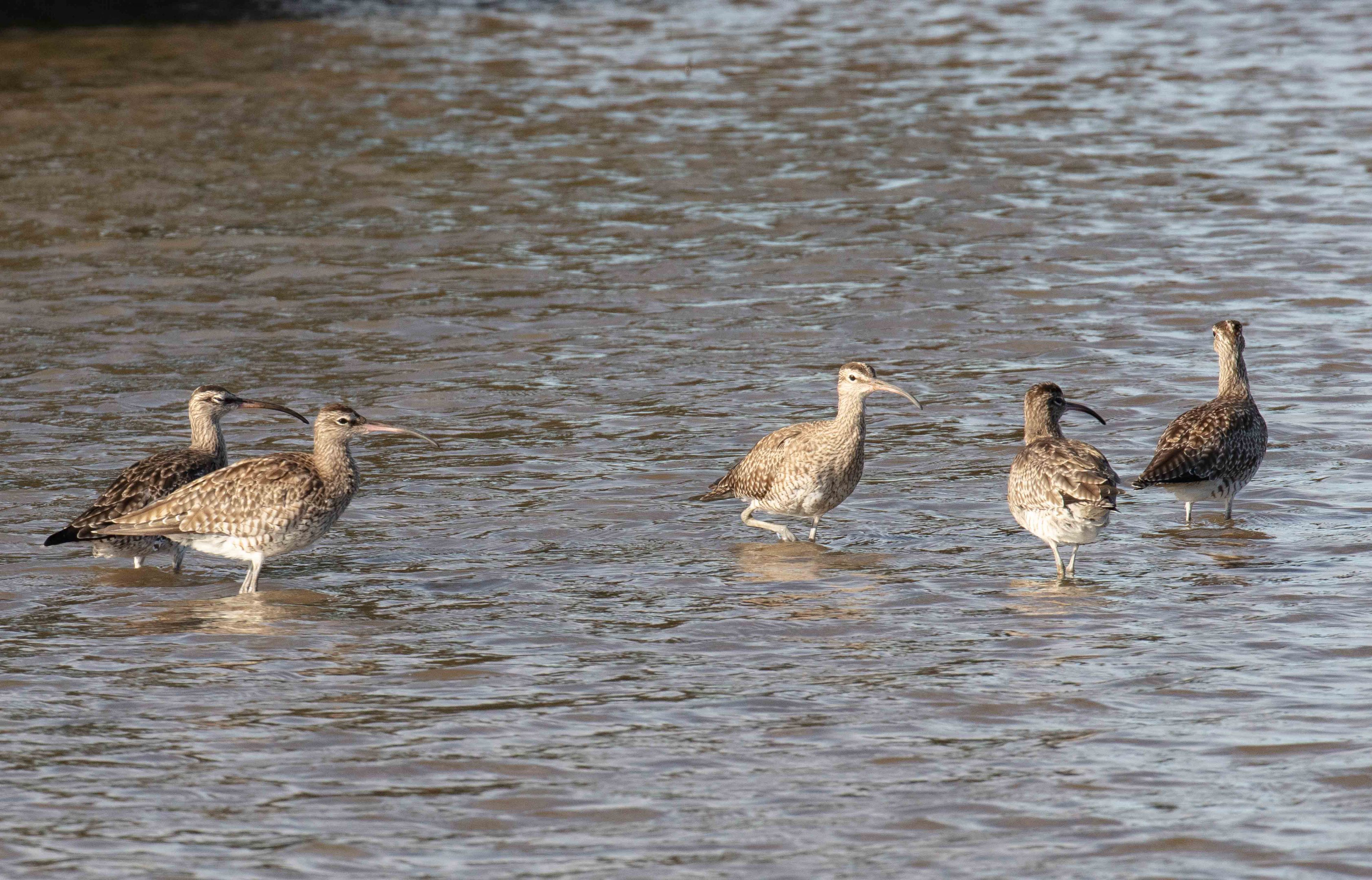 Whimbrels