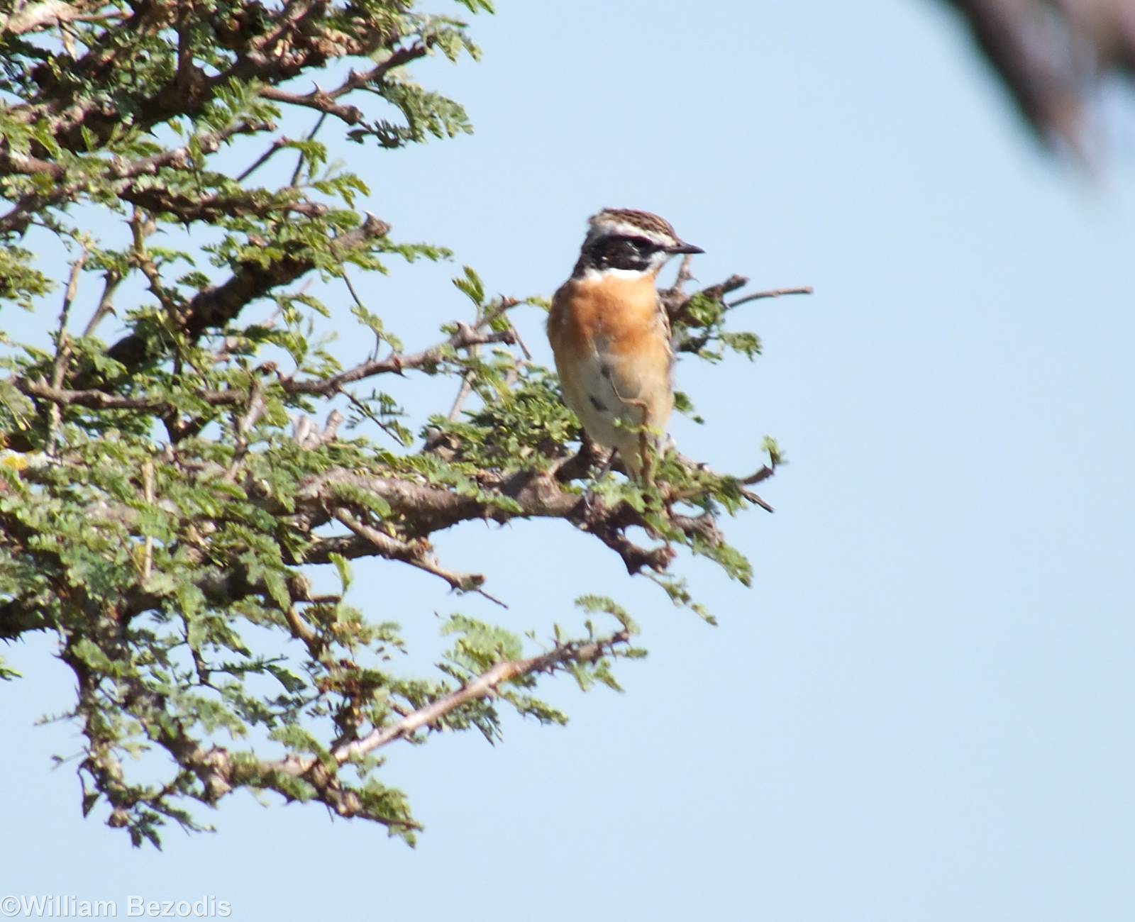 Whinchat - Nairobi National Park