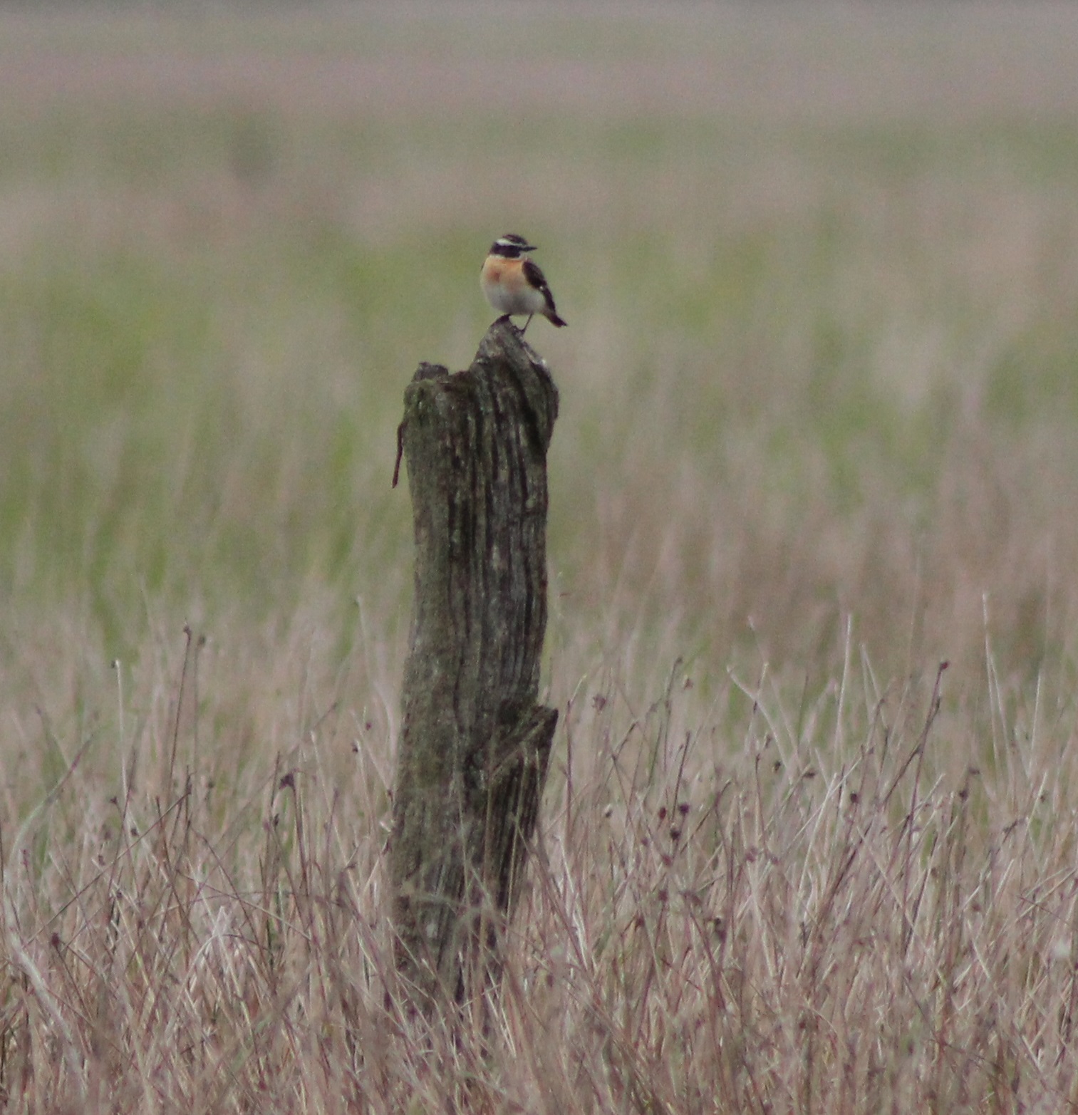 Whinchat