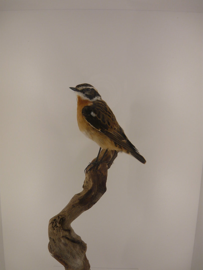 Whinchat