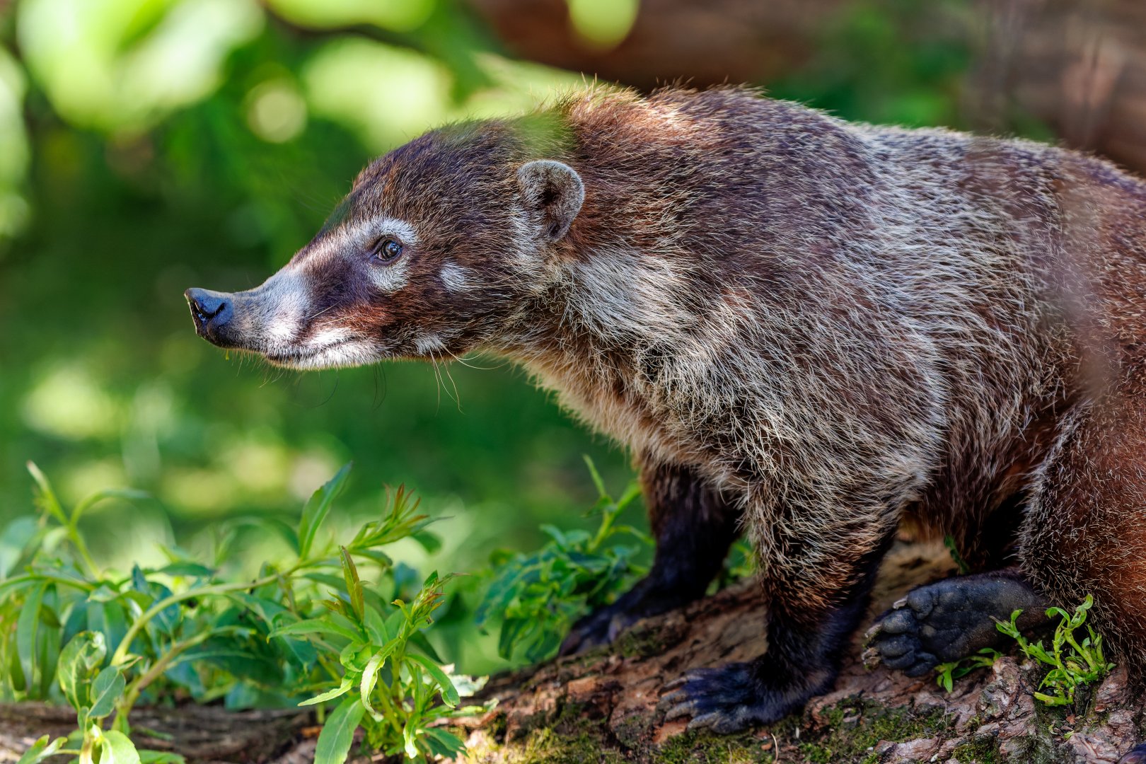 Whine Nosed Coati / 7-6-22 / Hamerton