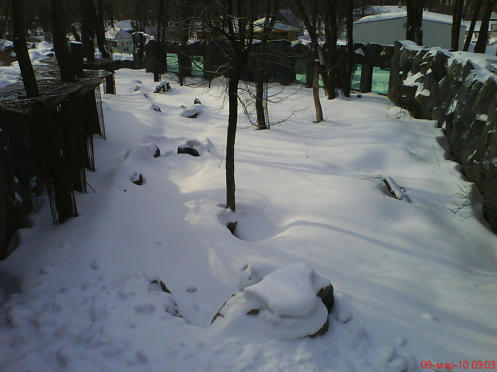 Whinter 2010, beack part enclosure Ursus arctos lasiotus