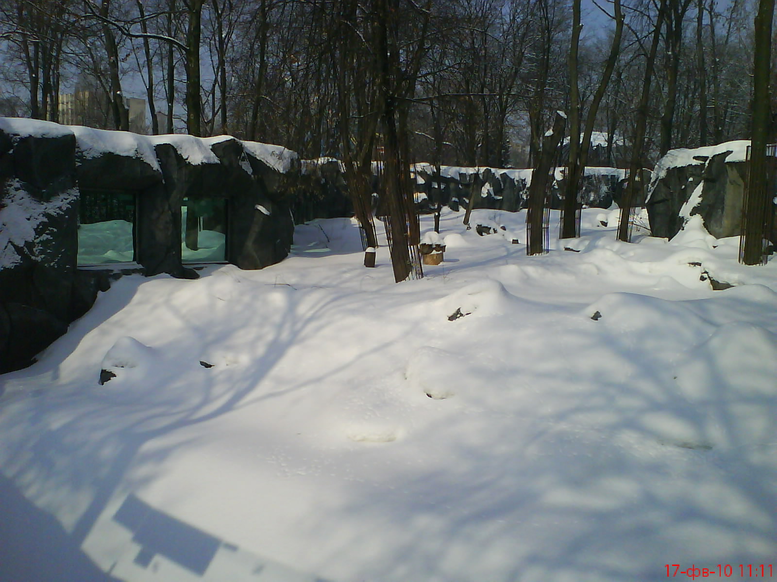 Whinter 2010, front part enclosure Ursus arctos lasiotus