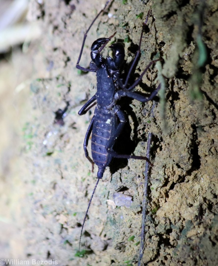 Whip Scorpion - Danum Valley