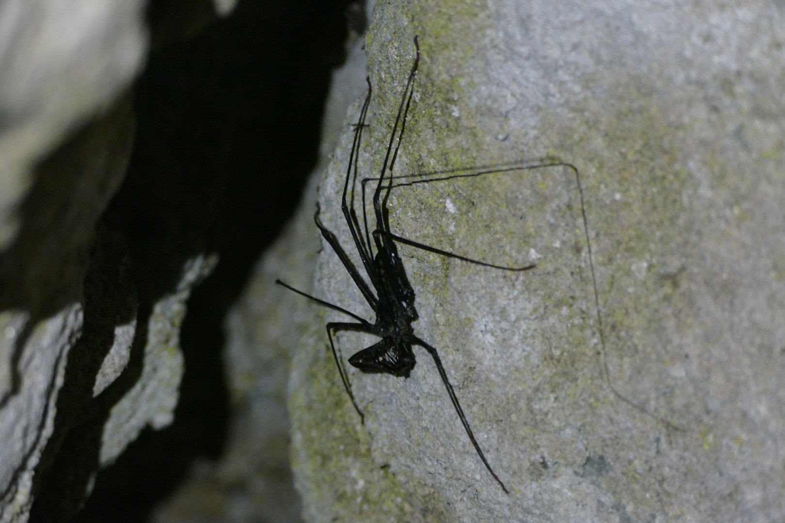 Whip Scorpion