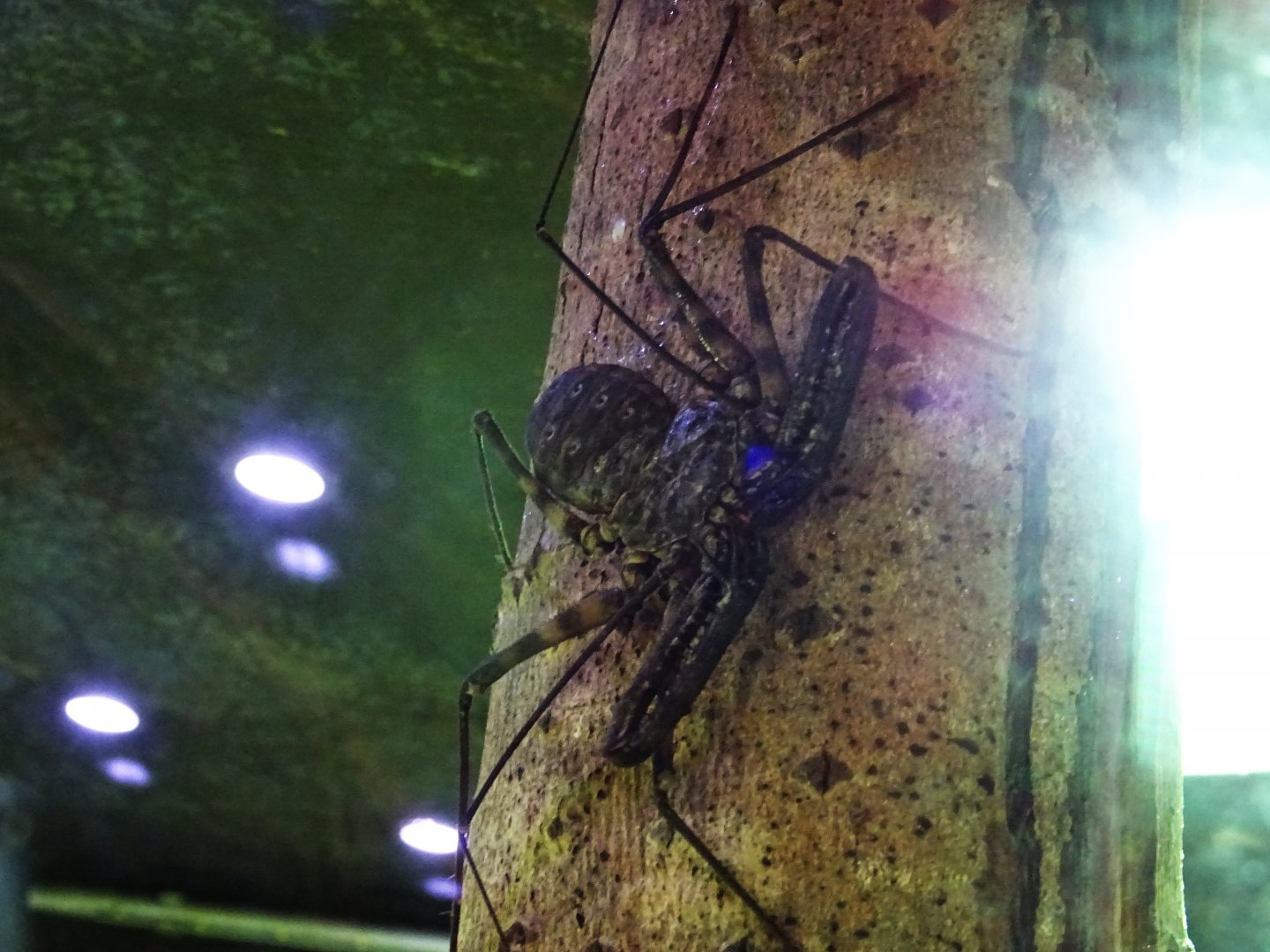 Whip Scorpion