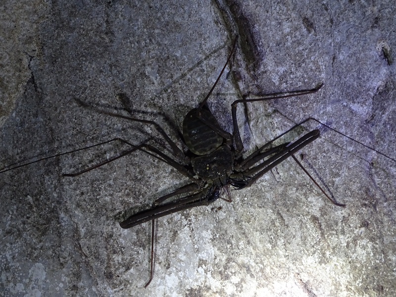 Whip spider (Phrynoidea)