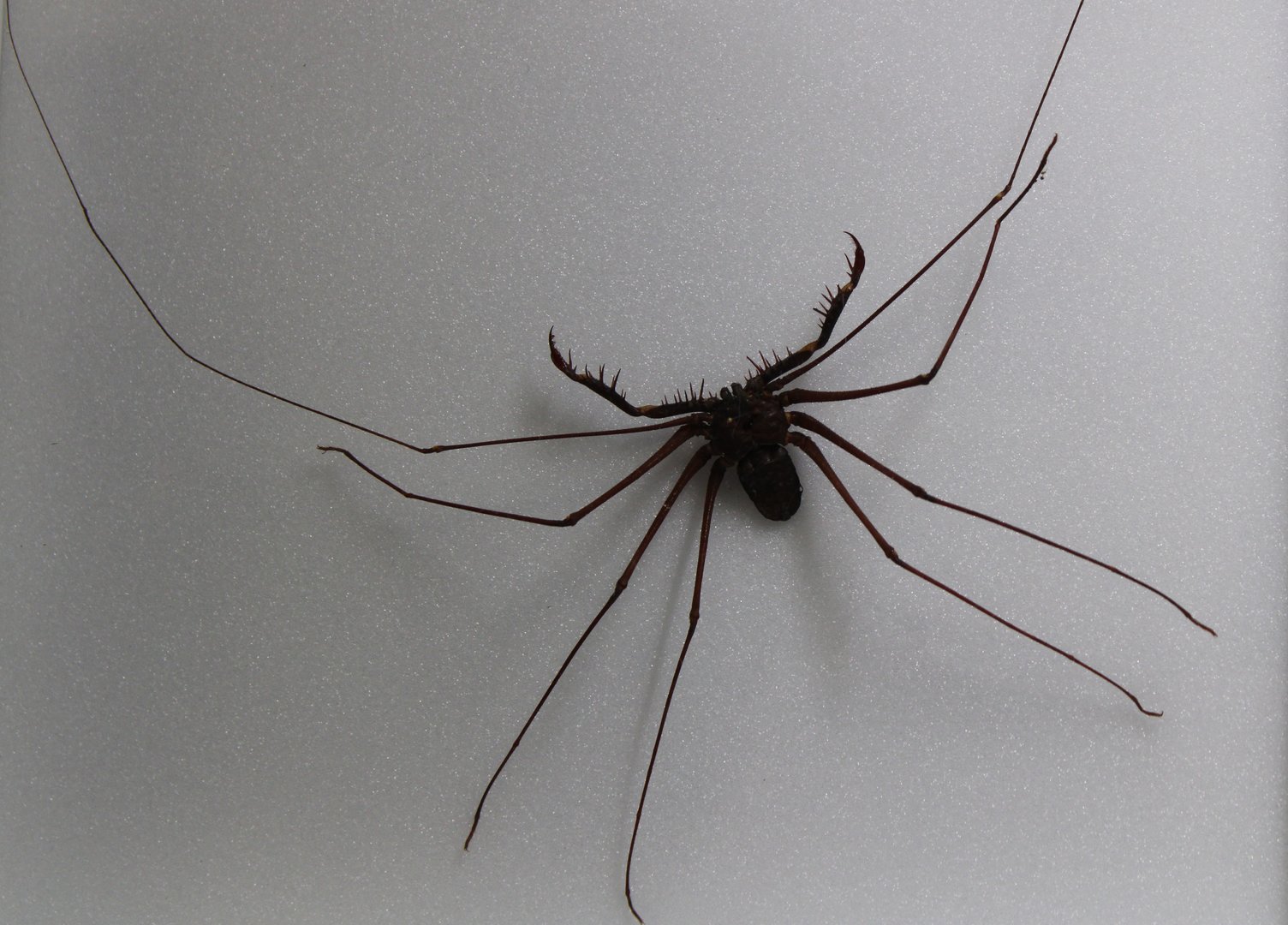 Whip spider specimen