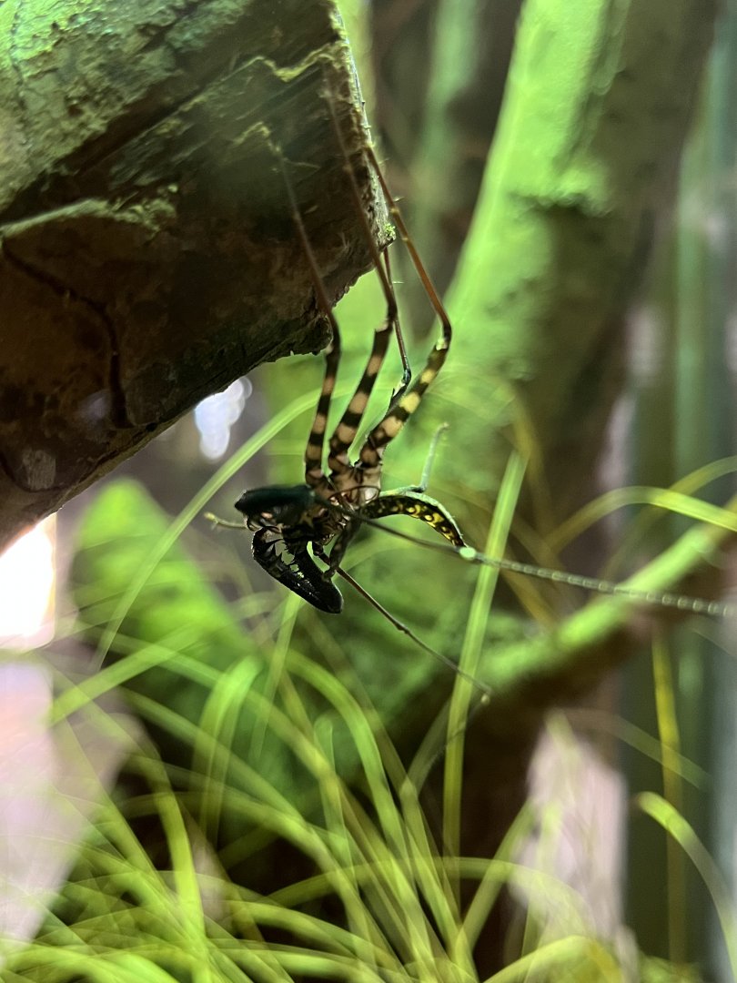 Whip Tailed Scorpion