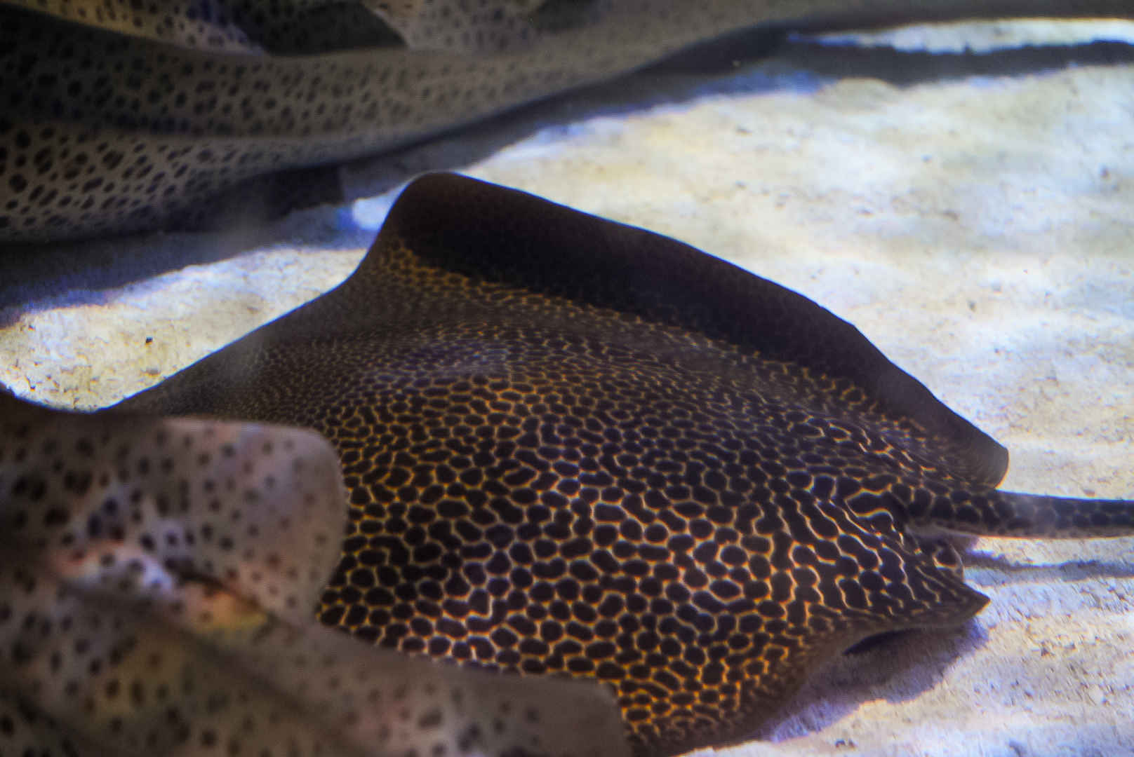 Whipray ID (Point Defiance Zoo & Aquarium)