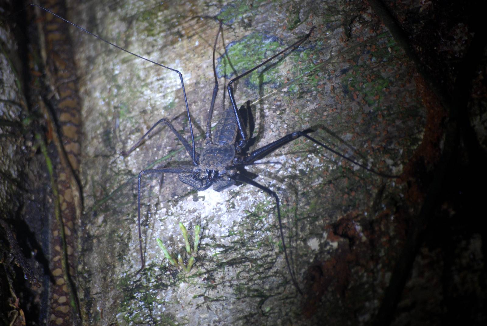 Whipscorpion in Tortuguero, 15/04/14
