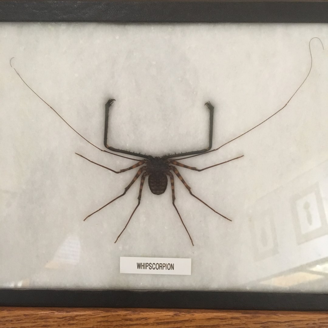 Whipscorpion