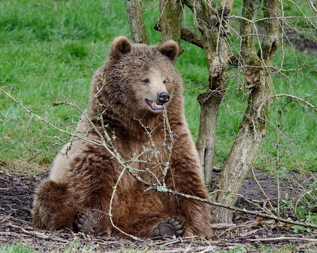 Whipsnade 20/03/2020 - Brown Bear