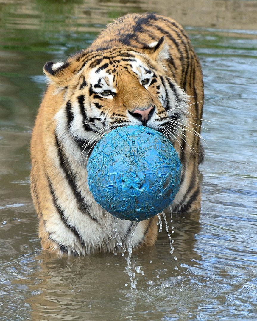 Whipsnade 20/03/2020 - Tiger (cub)