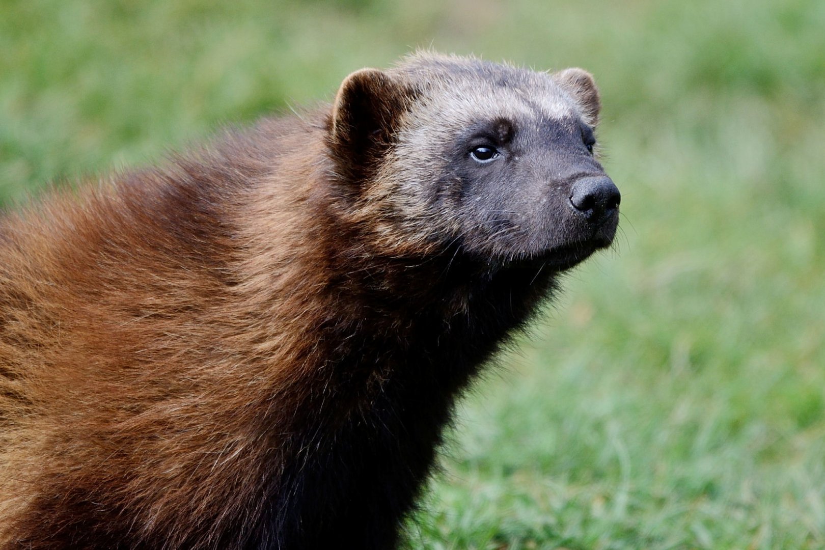 Whipsnade 20/03/2020 - Wolverine