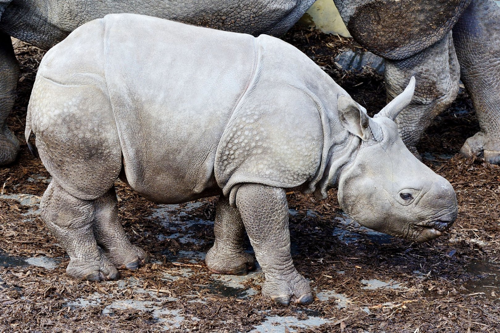 Whipsnade 20/03/2020  - young indian rhino