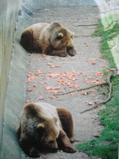 Whipsnade bears