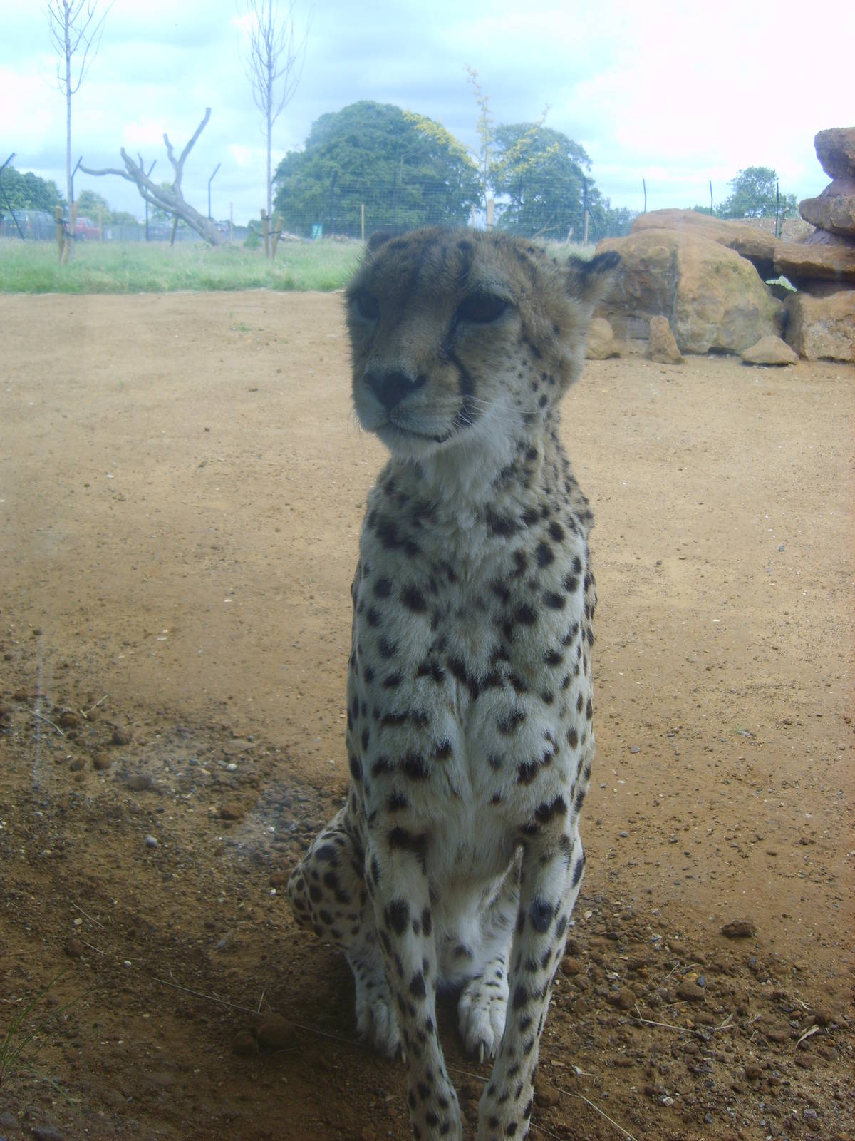 Whipsnade Cheetah