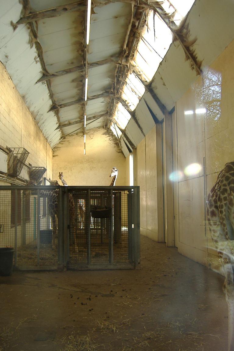 Whipsnade Giraffe House
