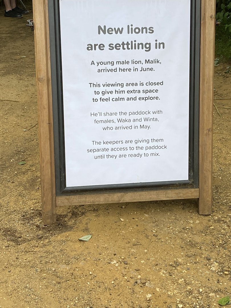 Whipsnade - signage re arrival of Malik the new male lion and the temporary closure of the glass viewing area