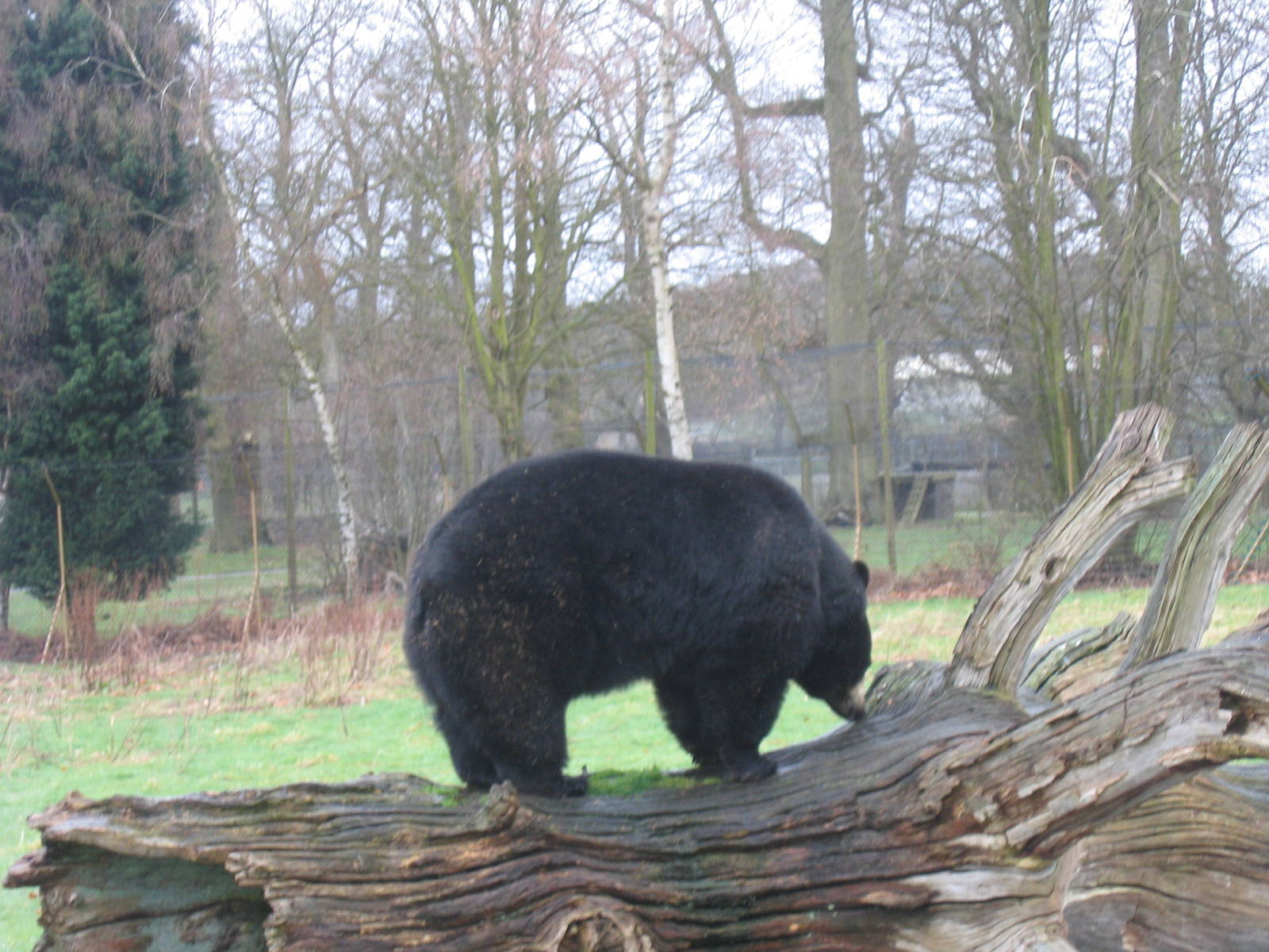 Whipsnade Zoo 2009-2010
