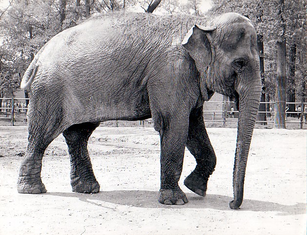Whipsnade Zoo Asian Elephant cow