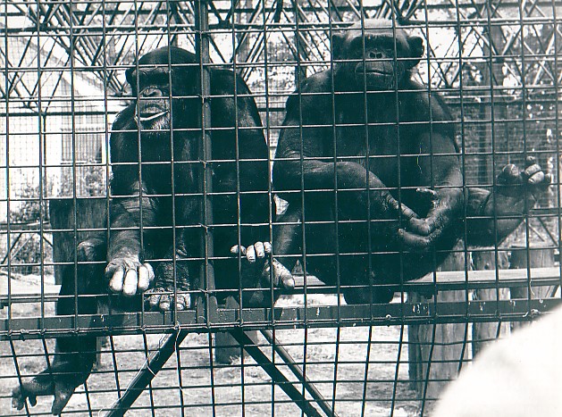 Whipsnade Zoo Chimpanzees
